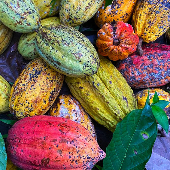 About a Cocoa Farm in South India